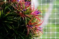 Blooming air plant Tillandsia with its colorful flowers