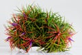 Blooming air plant Tillandsia with its colorful flowers plant in wooden log