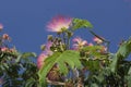 Blooming Albicia Lankaran lat.Albizia julibrissin