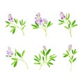Blooming alfalfa plant set. Medicago sativa or lucerne twigs with flowers and leaves, ayurvedic medical herb vector