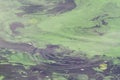 Blooming algae water in the river Royalty Free Stock Photo