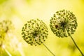 Blooming allium in the garden close-up. Blurred background