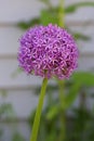 A blooming Allium Globemaster flower head Royalty Free Stock Photo