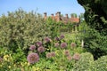 Blooming Allium in Great Dixter House & Gardens. Royalty Free Stock Photo