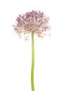 Blooming Allium or Star of Peria Royalty Free Stock Photo