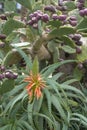 Blooming alloe vera and prickly pear cactus with fruits on flowerbed with tropical plant in garden. Crete island, Greece Royalty Free Stock Photo