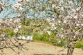 Blooming almond tree with beehives in the background