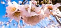 Blooming almond tree branch and flowers