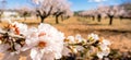 Blooming almond tree branch and almond garden background