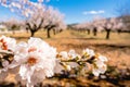 Blooming almond tree branch and almond garden background.