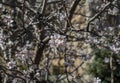 Blooming Almond tree close up spring background