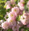 Blooming almond tree flowers in spring Royalty Free Stock Photo