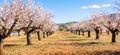 Blooming almond tree garden background