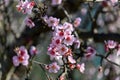 Blooming almond tree, spring