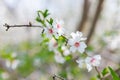 Blooming almond trees field. spring Blossoming fruit trees on a farm. Royalty Free Stock Photo