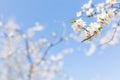 Blooming almond trees field. spring Blossoming fruit trees on a farm. Royalty Free Stock Photo