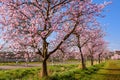 Blooming almond trees near Gimmeldingen, German Wine Route, Rhineland-Palatinate, Germany Royalty Free Stock Photo