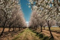 Blooming almonds, in an almond field