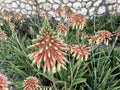 Blooming Aloe (Aloe arborescens