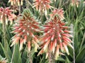 Blooming Aloe (Aloe arborescens