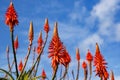 Blooming aloe flowers with blue sky background Royalty Free Stock Photo