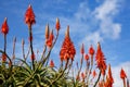 Blooming aloe flowers with blue sky background