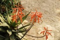 Blooming aloe maculata in an ornamental garden