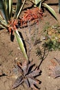 Blooming aloe maculata in an ornamental garden
