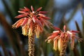 Blooming Aloe Maculata