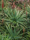 Blooming aloe plants