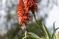 Blooming aloe vera with a Palestinian nectary bird Royalty Free Stock Photo