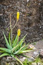 Aloe Vera plant with yellow flowers in Guadeloupe. Royalty Free Stock Photo