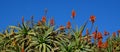 Blooming Aloe vera succulent plants with red orange colored flowers against blue sky.Tropical succulents.