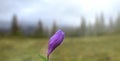 Blooming alpine crocus flower. A purple flower on a blurred background of a forest landscape in the mountains. Flowers Crocus Royalty Free Stock Photo