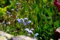 Blooming alpine flowers of different colours Royalty Free Stock Photo