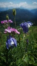 blooming Alpine flowers at the foot of Mount Fisht Royalty Free Stock Photo