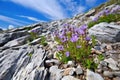 blooming alpine flowers on a lateral moraine Royalty Free Stock Photo