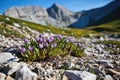 blooming alpine flowers on a lateral moraine