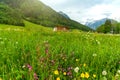 Blooming alpine meadow against the backdrop of mountains