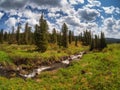 Blooming alpine meadow. Clear mountain stream flows through a green high-altitude plateau. Picturesque mountain summer landscape Royalty Free Stock Photo