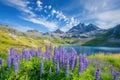 Alpine Meadow with Lupines and Mountain View