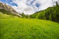 Blooming alpine meadow Royalty Free Stock Photo