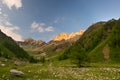 Blooming alpine meadow and lush green woodland Royalty Free Stock Photo