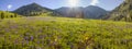 Blooming alpine meadows, spring in the Altai Royalty Free Stock Photo