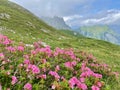 Blooming alpine roses in Raetikon mountains, close to Zimba. Vorarlberg, Austria. Royalty Free Stock Photo