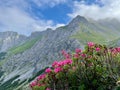 Blooming alpine roses in Raetikon mountains, close to Zimba. Vorarlberg, Austria. Royalty Free Stock Photo