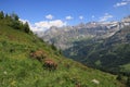 Blooming alpine roses in the Saanenland Valley