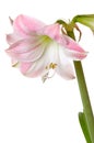 Blooming amaryllis Royalty Free Stock Photo