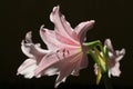 Close-up of a beautiful Amaryllis Belladonna flower