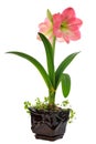 Blooming amaryllis Royalty Free Stock Photo